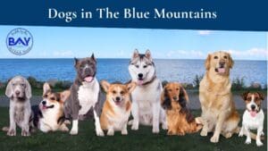Dogs in the blue mountains